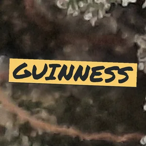 Guinness Cannabis Strain