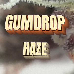 Gumdrop Haze Cannabis Strain