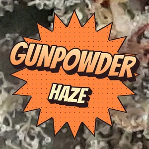 Gunpowder Haze Cannabis Strain