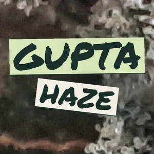 Gupta Haze Cannabis Strain
