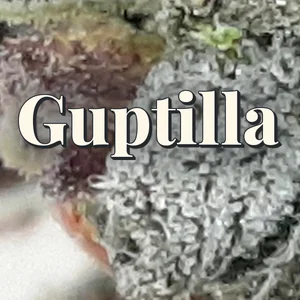 Guptilla Cannabis Strain