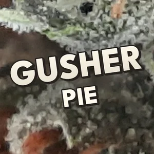 Gusher Pie Cannabis Strain