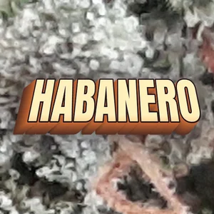 Habanero Cannabis Strain