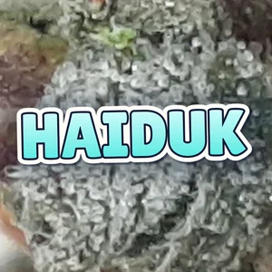 Haiduk Cannabis Strain