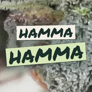 Hamma Hamma Cannabis Strain