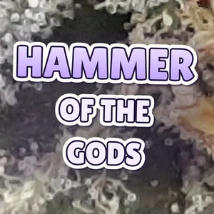 Hammer of the Gods Cannabis Strain