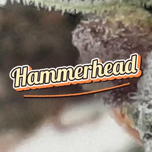Hammerhead Cannabis Strain