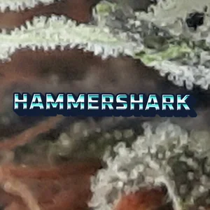 Hammershark Cannabis Strain