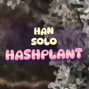 Han Solo Hashplant Cannabis Strain