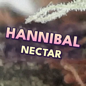 Hannibal Nectar Cannabis Strain