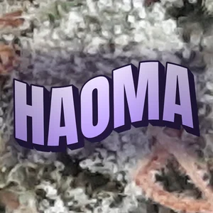 Haoma Cannabis Strain