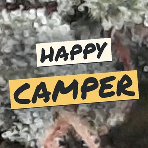 Happy Camper Cannabis Strain