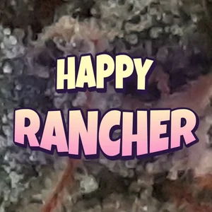 Happy Rancher Cannabis Strain