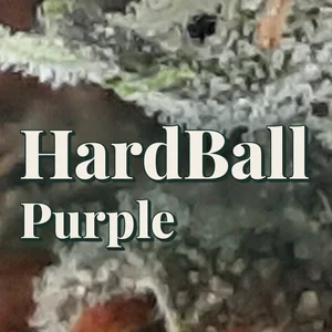 HardBall Purple Cannabis Strain