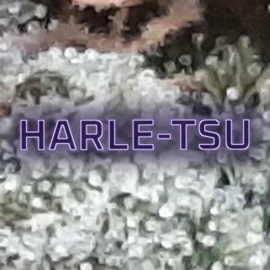 Harle-Tsu Cannabis Strain