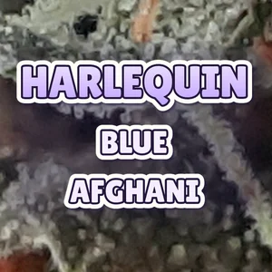 Harlequin Blue Afghani Cannabis Strain