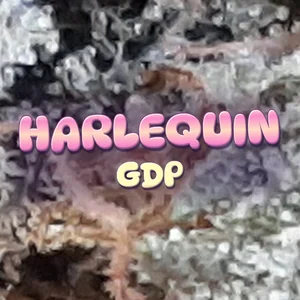 Harlequin GDP Cannabis Strain