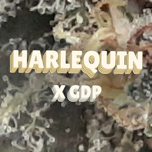 Harlequin x GDP Cannabis Strain