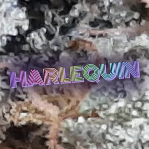 Harlequin Cannabis Strain