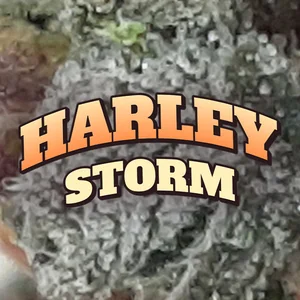 Harley Storm Cannabis Strain