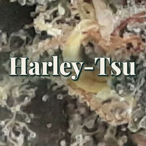 Harley-Tsu Cannabis Strain