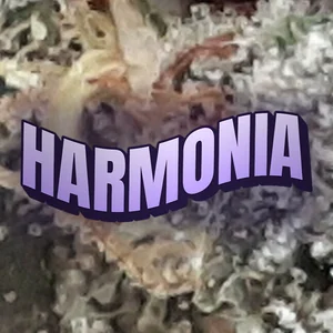 Harmonia Cannabis Strain