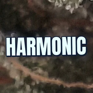 Harmonic Cannabis Strain