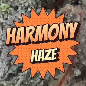 Harmony Haze Cannabis Strain