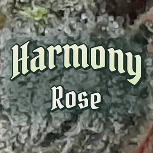 Harmony Rose Cannabis Strain