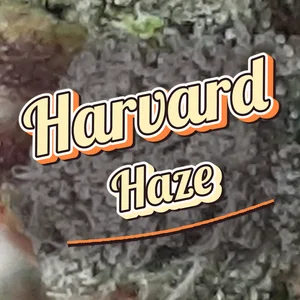 Harvard Haze Cannabis Strain