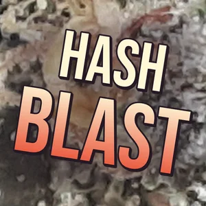Hash Blast Cannabis Strain