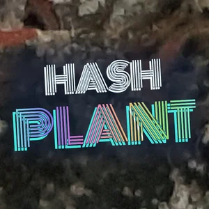 Hash Plant Cannabis Strain