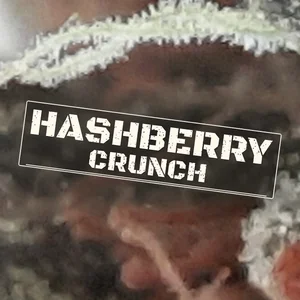 Hashberry Crunch Cannabis Strain