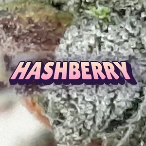 Hashberry Cannabis Strain