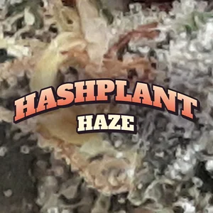 Hashplant Haze Cannabis Strain
