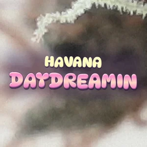 Havana Daydreamin Cannabis Strain