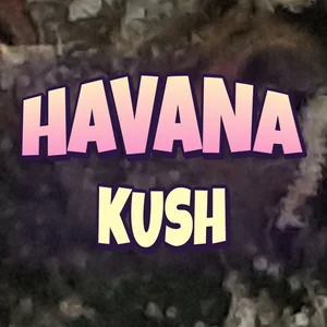 Havana Kush Cannabis Strain
