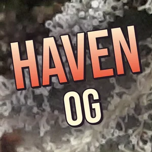 Haven OG Cannabis Strain