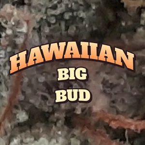 Hawaiian Big Bud Cannabis Strain