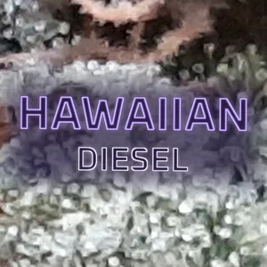 Hawaiian Diesel Cannabis Strain