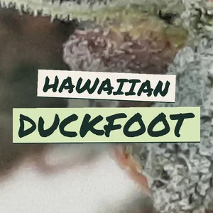 Hawaiian Duckfoot Cannabis Strain
