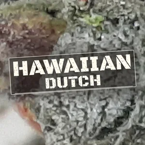 Hawaiian Dutch Cannabis Strain
