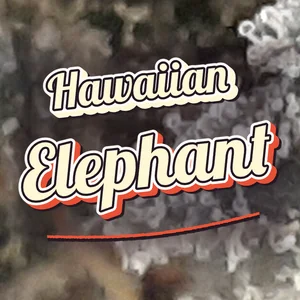Hawaiian Elephant Cannabis Strain
