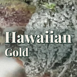 Hawaiian Gold Cannabis Strain