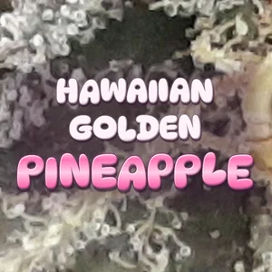 Hawaiian Golden Pineapple Cannabis Strain