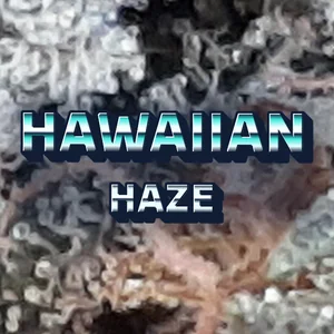 Hawaiian Haze Cannabis Strain