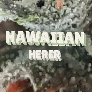 Hawaiian Herer Cannabis Strain