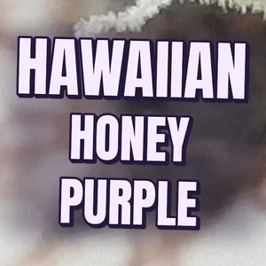 Hawaiian Honey Purple Cannabis Strain
