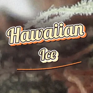 Hawaiian Ice Cannabis Strain