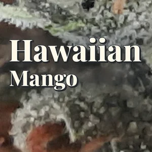 Hawaiian Mango Cannabis Strain